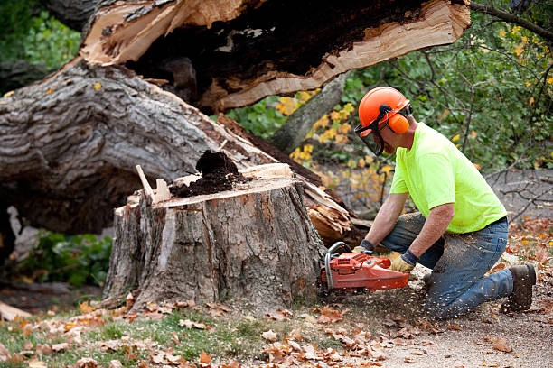 Trusted East Rockingham, NC Tree Service Experts